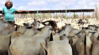 HOW HE KEEPS OVER 3000 GOATS FOR EXPORT IN A DRY amp REMOTE PLACE [upl. by Rialcnis294]