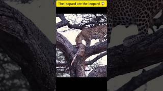 Discovery leopard attack video shorts youtubeshorts wildlife animals natureranthambor tiger [upl. by Anirrehs]