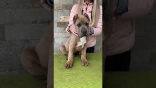 Amazing cane corso puppy formentino color [upl. by Eelitan]