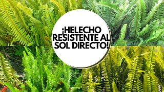 Helechos en SOL DIRECTO  Helechos en exterior  Nephrolepis cordifolia cuidados [upl. by Dawkins234]