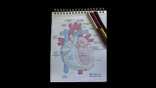 All about heart 😍Boards and neet 😍shorts trending biology heart neet boards views [upl. by Ttihw]