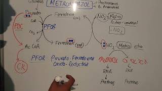 Mecanismo de Accion del Metronidazol mauroentropico [upl. by Teillo874]