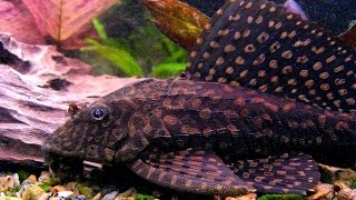 THE LARGE SPOTTED PLECO Plecostomus  Catfish  Algae eaters  Sugemaller i akvariet [upl. by Atiraj]