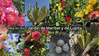 Una actualización de estos 2 jardines garden [upl. by Eilyah]