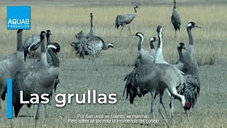 Las GRULLAS en las LAGUNAS de GALLOCANTA [upl. by Leicester]