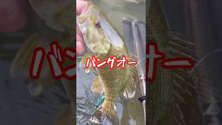 トップウォーターbassfishing 鬼怒川バス釣りカヤックフィッシング 釣りfishing [upl. by Asel554]