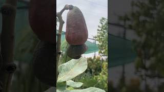 Marañon chatolandia fruit marañon huertourbano huertaurbana garden frutas [upl. by Tare11]