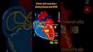 Electrocardiograma interpretación  Caras del corazón y ECG  Electrocardiograma [upl. by Eldnek]