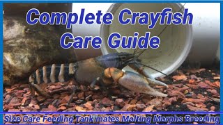 Complete Crayfish Care Guide [upl. by Eceirehs]