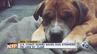 US Coast Guard saves dog stranded on Lake St Clair [upl. by Harvey]