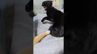 Dog angers cat love love funny cuteanimal cat pets [upl. by Mariann]