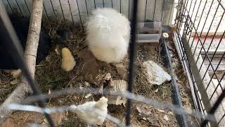 2 Broodies 3 chicks came out to play Powder Puff Flock silkies hatchingchicks [upl. by Vina]