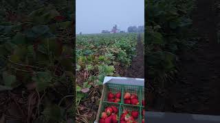 Las mejores fresas de watsonville 🍓 corridos regionalmexicano [upl. by Llebiram]