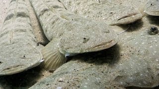 Noosa River underwater footage—Noosa Underwater Biodiversity Assessment NUBA [upl. by Kariv]