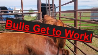 Bulls Turned Out for Breeding  Beef Cattle  Summer Ranch Work [upl. by Jose151]