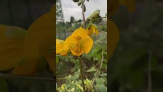 Senna occidentalis a medicinal plant near Mahanadi river mahanadiriver medicinal nature odisha [upl. by Hinda]