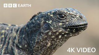 Iguana vs Snakes  4K UHD  Planet Earth II  BBC Earth [upl. by Loutitia]