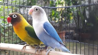 Lovebird Chirping and Singing Sounds 7 Hours  Green Personata amp Blue Fischer [upl. by Llerod253]