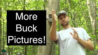 Trail Camera Tips for Deer Hunting [upl. by Orlina]