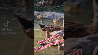 Badezeit mit LaufentenKüken [upl. by Ijnek]