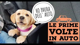 CUCCIOLO DI LABRADOR PER LA PRIMA VOLTA IN AUTO 🚗  COME ABITUARE IL CANE ALL AUTO [upl. by Kynan]