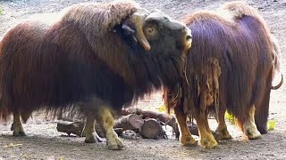 Moschusochsen am Morgen Musk Ox [upl. by Lectra348]