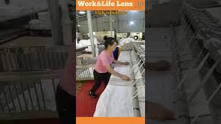 Worker places pillowcases on a feeder guiding them into a roller ironer for pressing and folding [upl. by Anauj79]