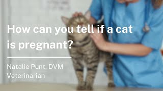 How Can You Tell If a Cat Is Pregnant [upl. by Ronnica13]