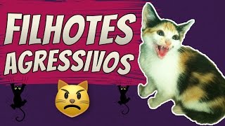 Meu FILHOTE é AGRESSIVO  COMPORTAMENTO FELINO [upl. by Cheadle478]