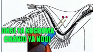 Jinsi ya Kuchoma Chanjo ya ndui [upl. by Adlin]