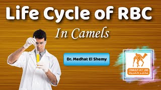 Life Cycle of RBC in Camels [upl. by Ggerc]