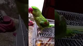 Is This Parrot a Rock Star HeadBanging Bird Goes Wild  Parrot Bird Cute Short shorts [upl. by Oinotnas935]