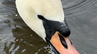 Swan Pair Mating Gave Them Grain Seth amp Aria April 2 2024 [upl. by Yecnuahc]