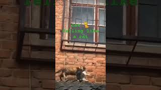 Cat felling like rat 🤣🤣 [upl. by Mateusz987]