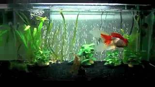 Goldfish Tank Update 40 gallon Breeder [upl. by Clare]