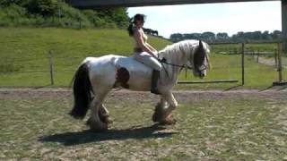 Banjer zonder zadel tinker  irish cob  gypsy cob [upl. by Paten]