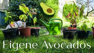 Avocado richtig einpflanzen Selbst anziehen in Wasser amp Avocadoernte 🥑 GRÜNER WOHNEN amp LEBEN [upl. by Stent982]