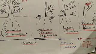 Résumé de croissance et développement des plantes partie2 [upl. by Aidan184]