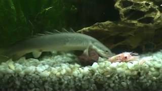 Dinosaur bichir eel eating krill [upl. by Aciraa]