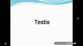 Case 3 Testicular Mass [upl. by Anhavas]