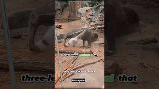 How Does the Giant Anteater Catch Its Prey facts sciencefacts science trending astrospace [upl. by Enytsuj988]