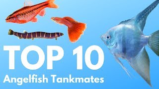 Angelfish Tankmates 10 Fish You Can Keep with Angelfish [upl. by Seaton]