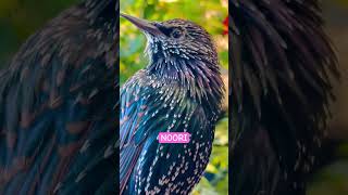 Amazing Starling talking [upl. by Jansen]