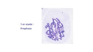 La Cellule En Mitose Du Cycle Cellulaire  Stades De La Division Et Information Génétique [upl. by Yeniar779]