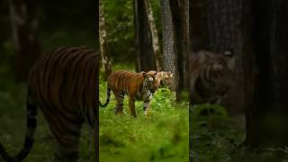 See how tigers roam in the jungle tiger sound tiger shop youtubeshorts [upl. by Finbur]