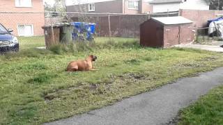 Very Fast Boxer Dog Running [upl. by Yonatan921]