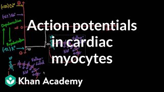 Action potentials in cardiac myocytes  Circulatory system physiology  NCLEXRN  Khan Academy [upl. by Ayrb]