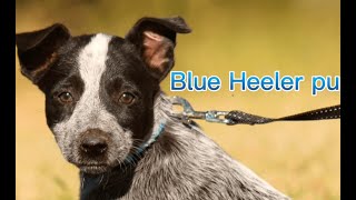 Blue Heeler Puppies [upl. by Nehtanoj]