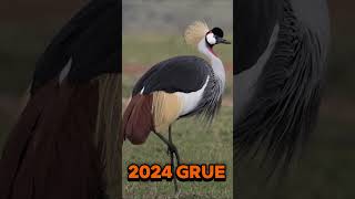 2024 grue and 5000bce grue animals trending [upl. by Synn]