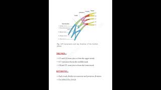 Brachial plexus 📝 mbbsanatomy upperlimb brachialplexus medicalconcepts28 [upl. by Segal963]